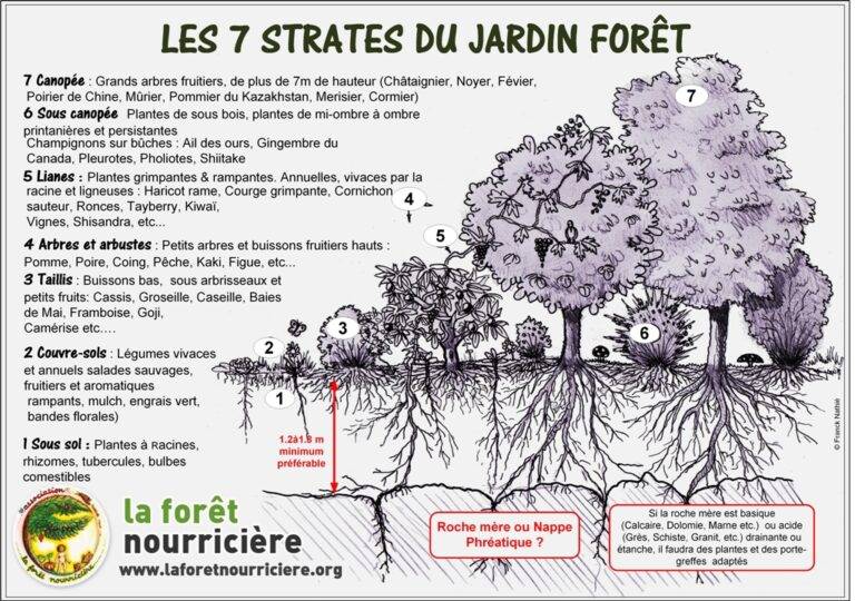 les-7-strates-du-jardin-foret-permaculture