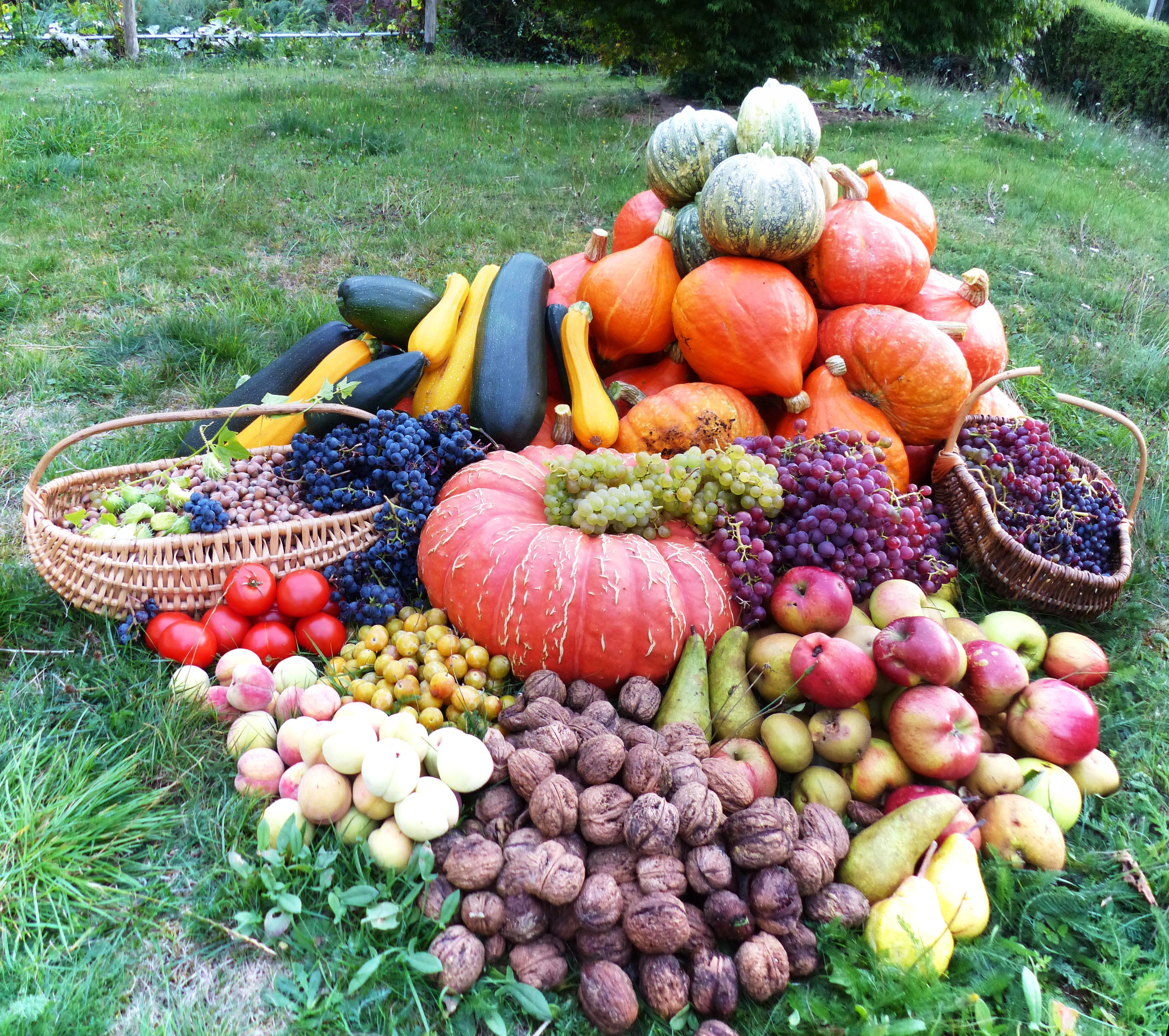 MONTAGE FRUITS