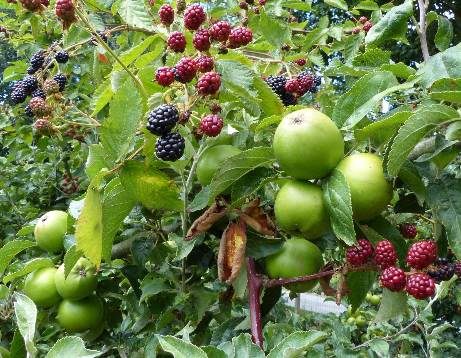 POMME RT MANS MURE RT